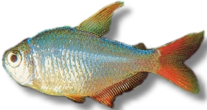 Colombiansk Tetra (Moenkhausia Columbiana)